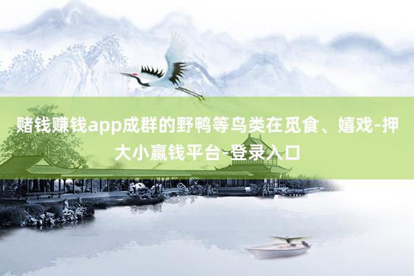 赌钱赚钱app成群的野鸭等鸟类在觅食、嬉戏-押大小赢钱平台-登录入口